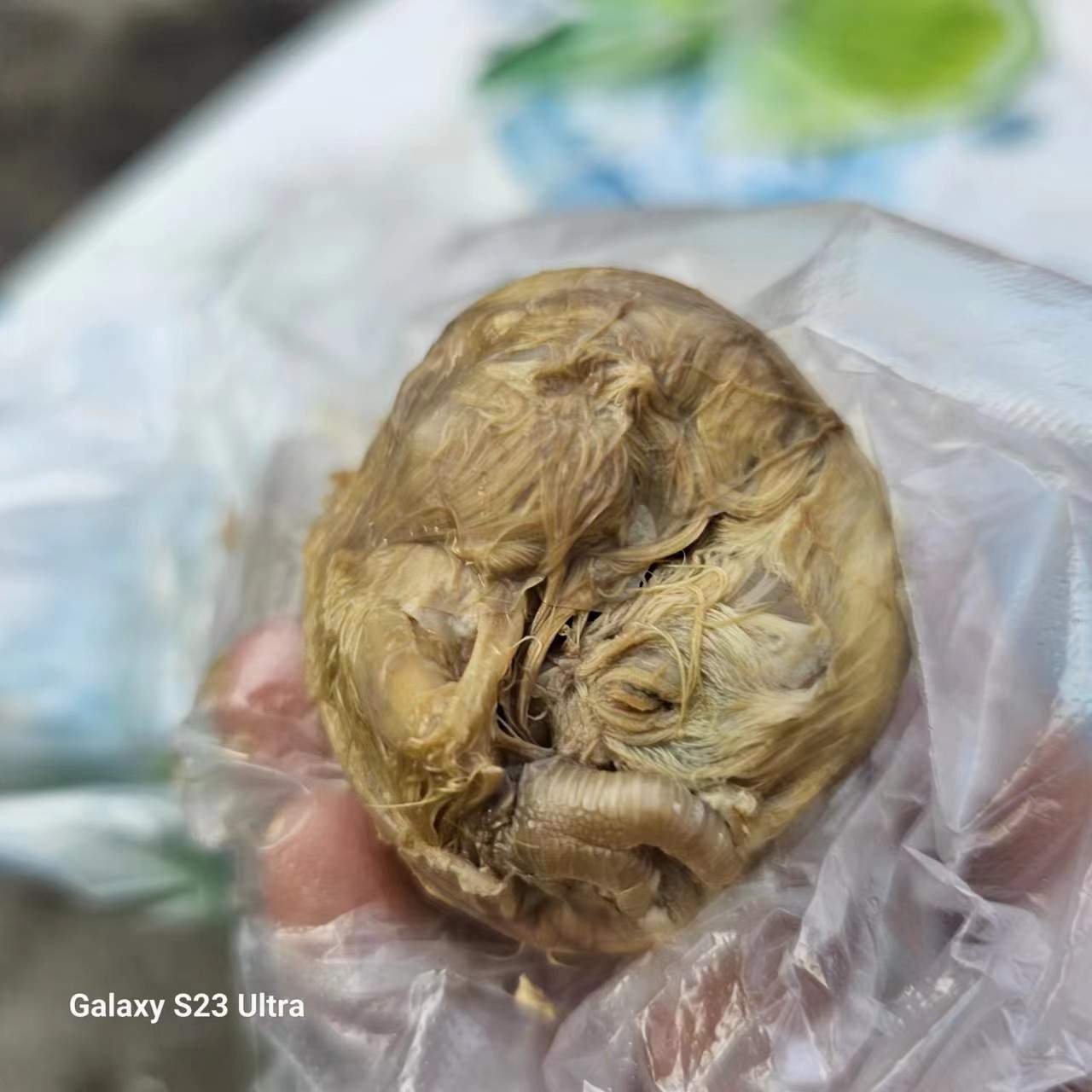朝思暮想的毛鸡蛋 朝思暮想的毛鸡蛋