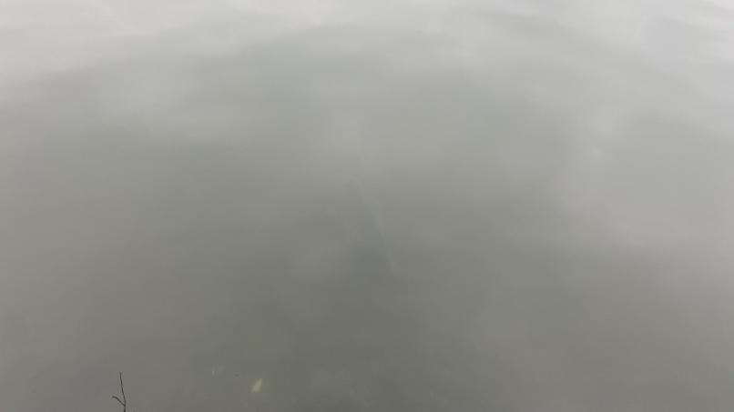 大青 大青