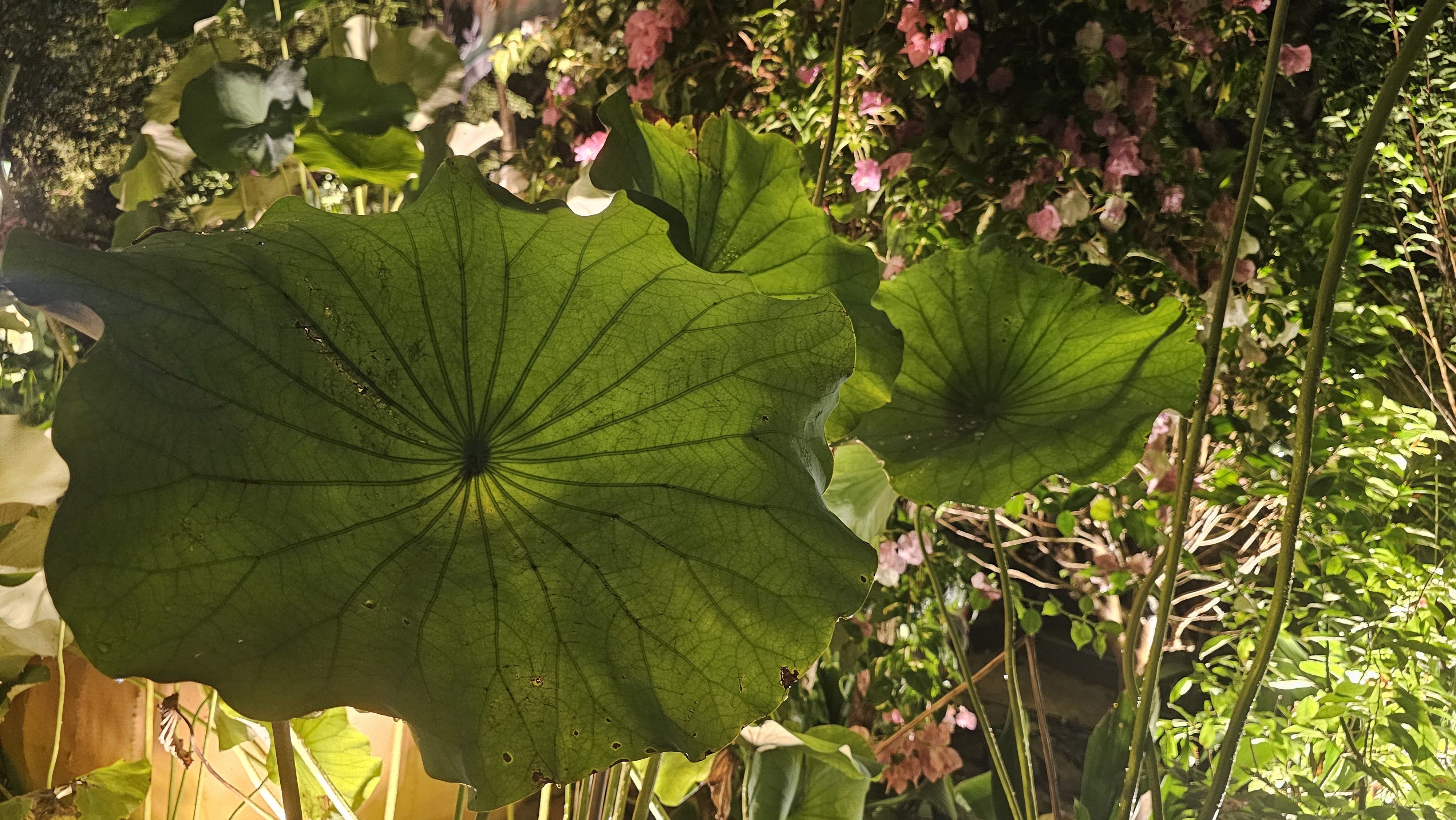 杭州西湖风景名胜区,钱王祠外 杭州西湖风景名胜区,钱王祠外