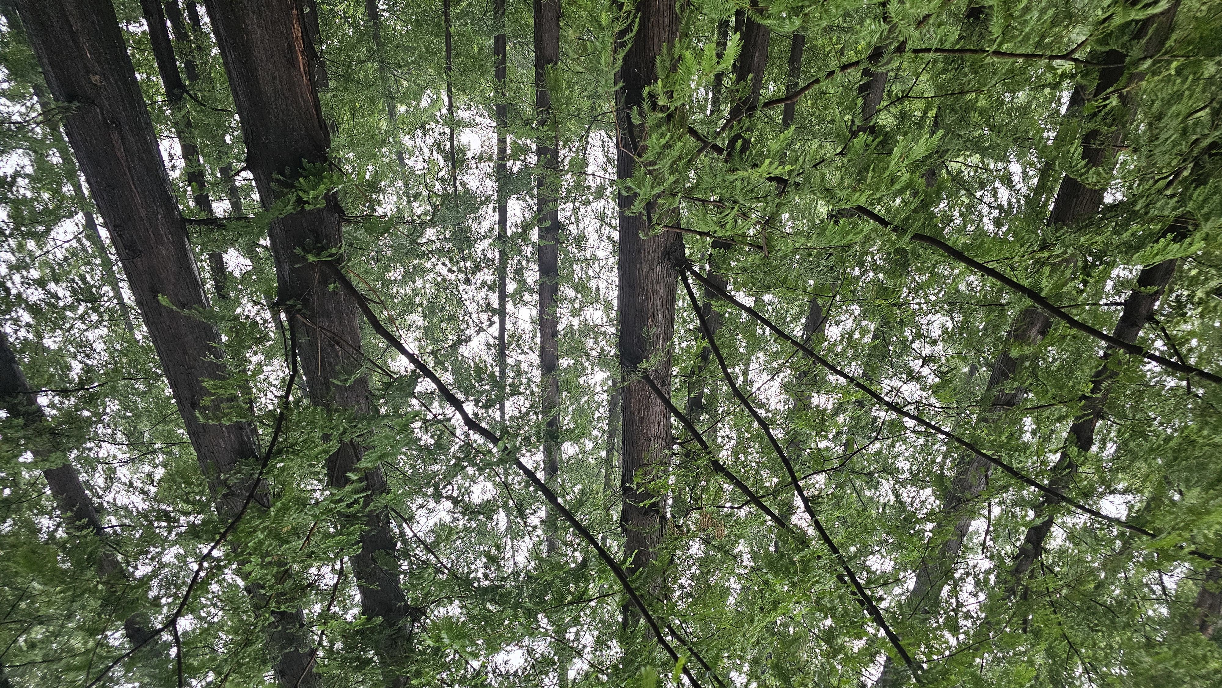 杭州西湖风景名胜区,学士公园 杭州西湖风景名胜区,学士公园