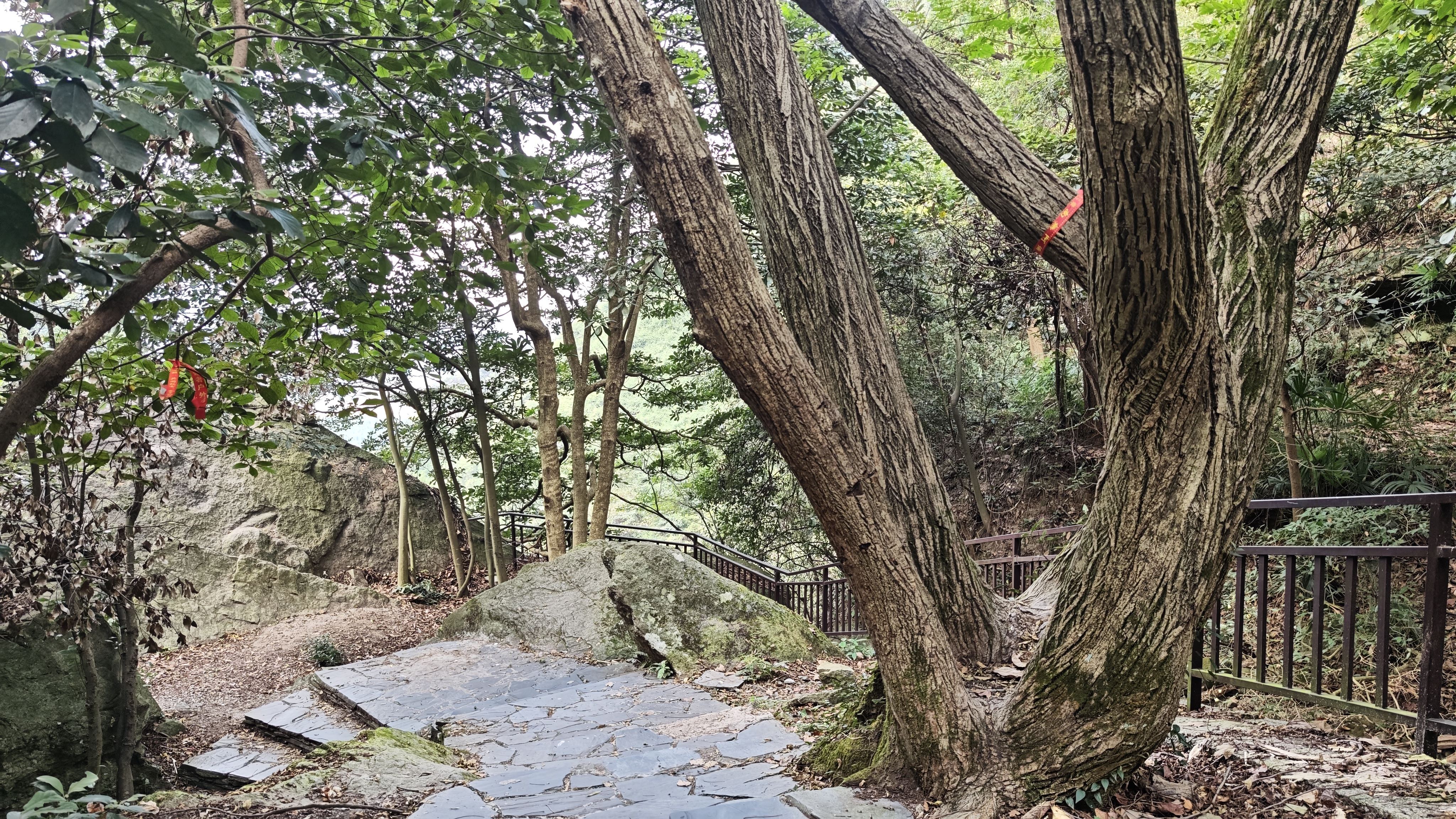 顽强的大树 顽强的大树