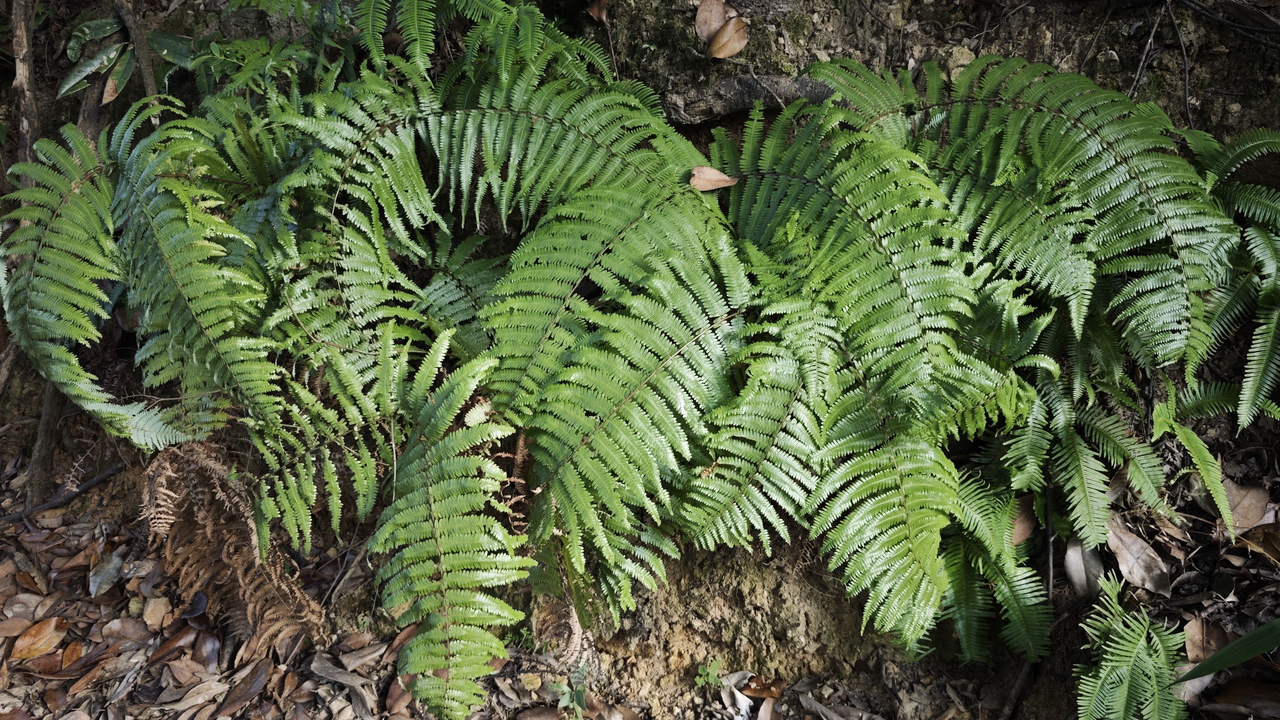 华南毛蕨,又名:大风寒、书子草 华南毛蕨,又名:大风寒、书子草