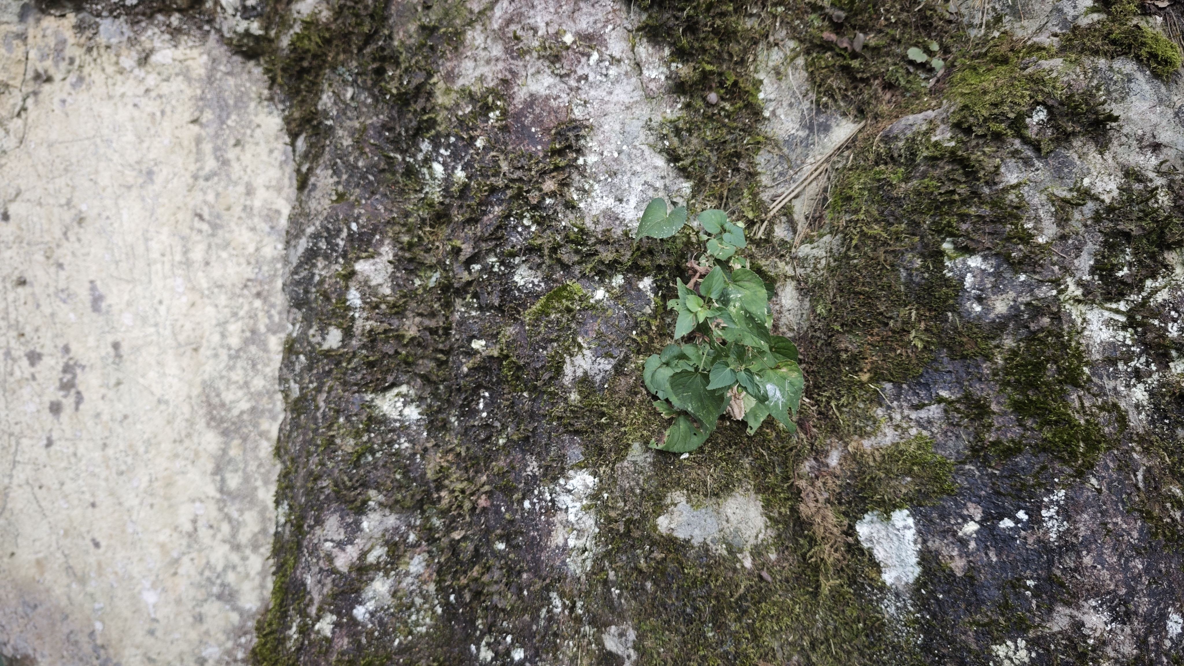 蛮坚强的植物,你知道它叫什么吗? 蛮坚强的植物,你知道它叫什么吗?
