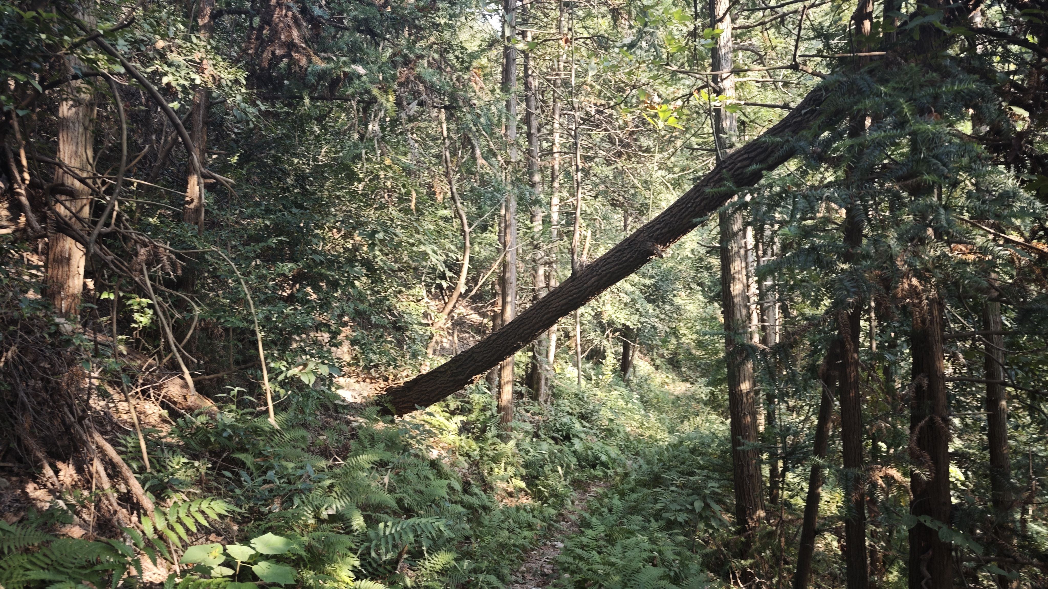 倒了的树 倒了的树