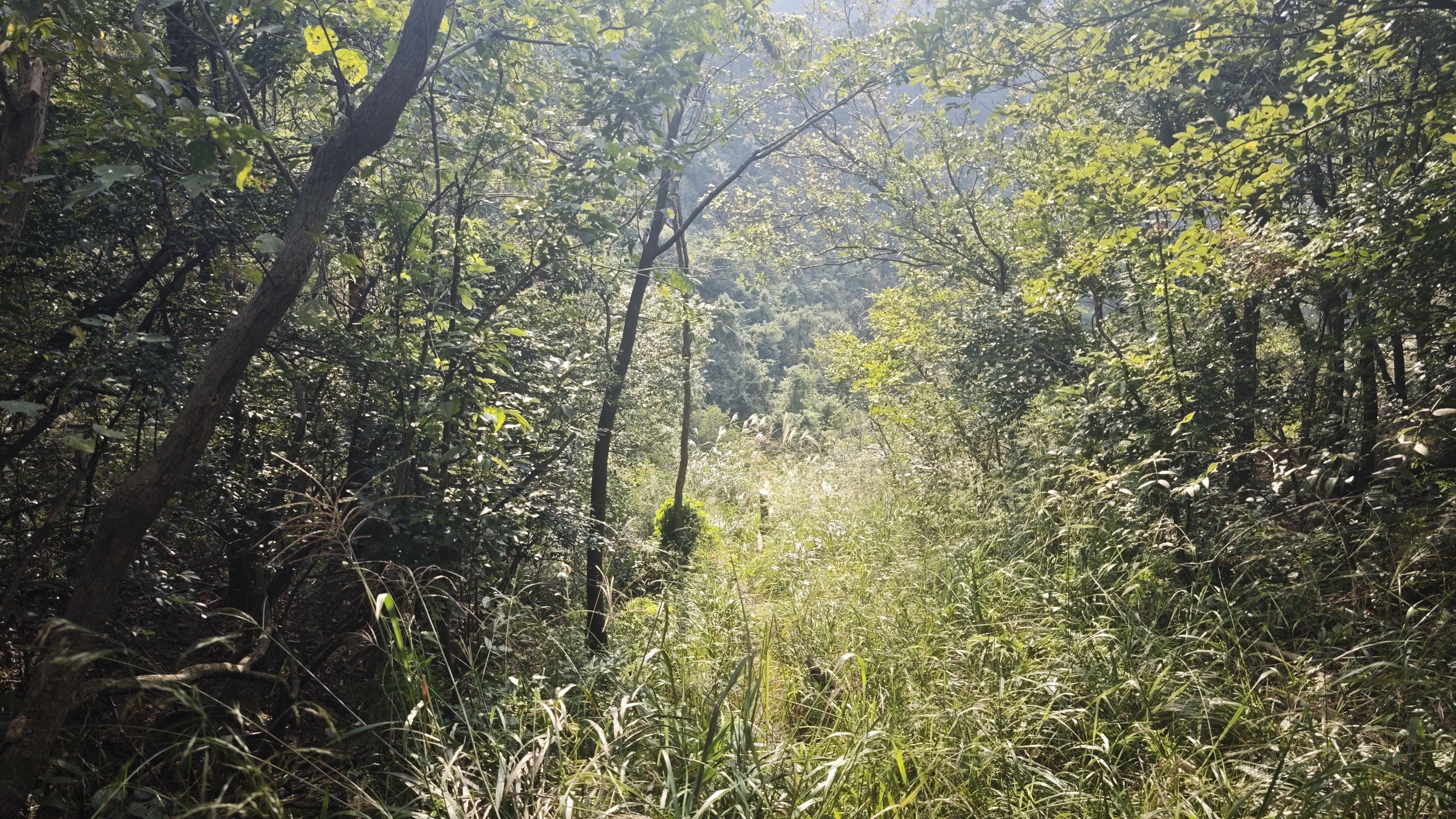 四周都是灌木丛,丢手机之前拍的照 四周都是灌木丛,丢手机之前拍的照