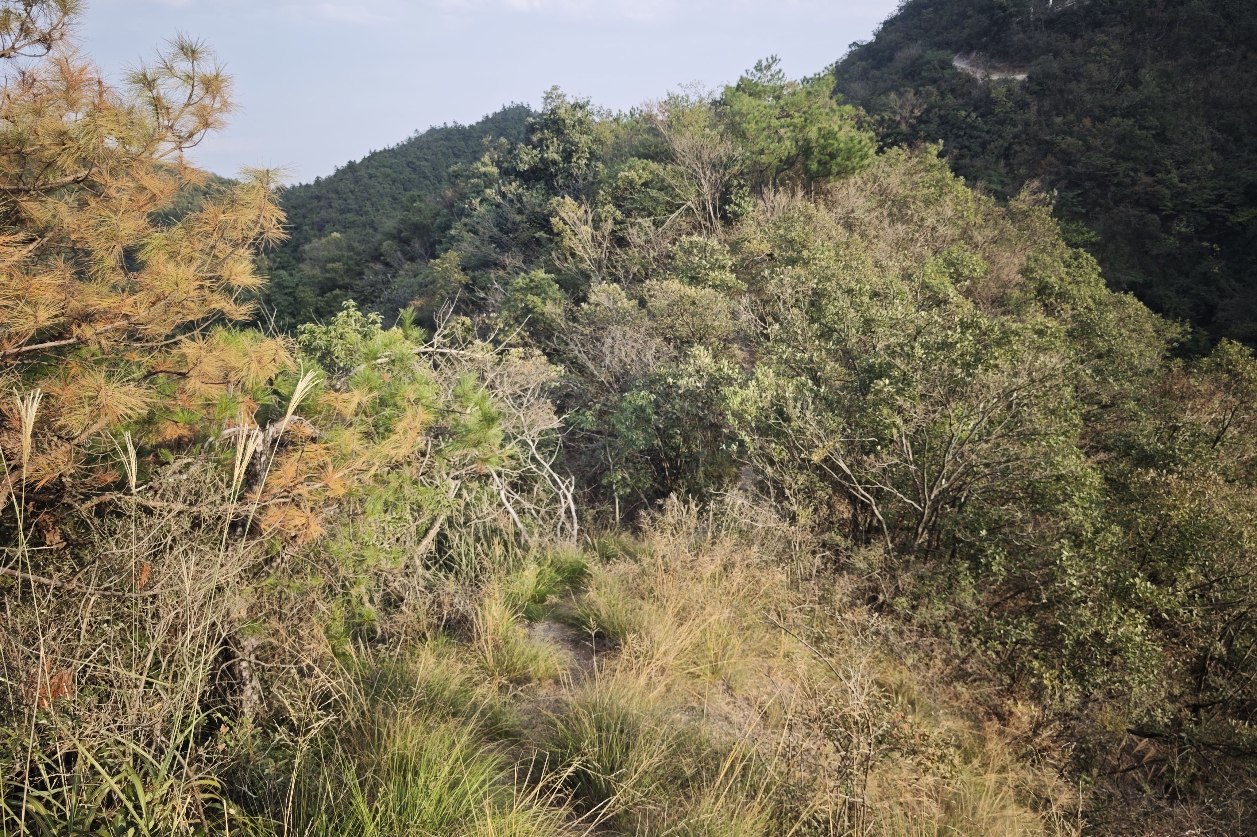 两山中间的一条细长野路 两山中间的一条细长野路